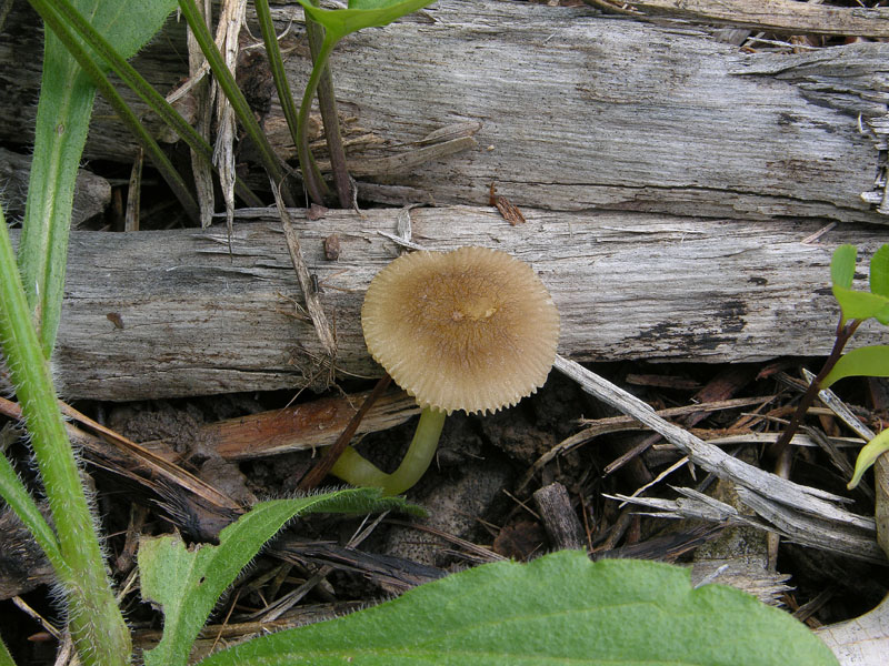 Pluteus romellii